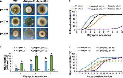 The pH-Responsive Transcription Factor PacC Governs Pathogenicity and Ochratoxin A Biosynthesis in Aspergillus carbonarius